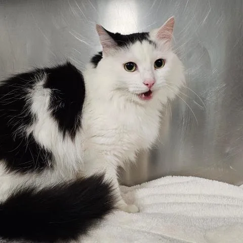 An adult small-sized female Domestic Medium Hair cat named Whiskers for adoption in Clinton Township, MI