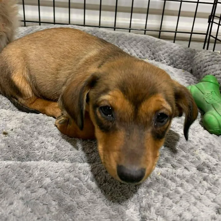A baby small-sized female Yellow / Tan / Blond / Fawn Chihuahua dog named Avocado "cookie" for adoption in Buchanan Dam, TX