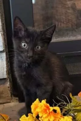 A baby small-sized female Black Domestic Short Hair cat named Phoenix for adoption in Kansas City, MO