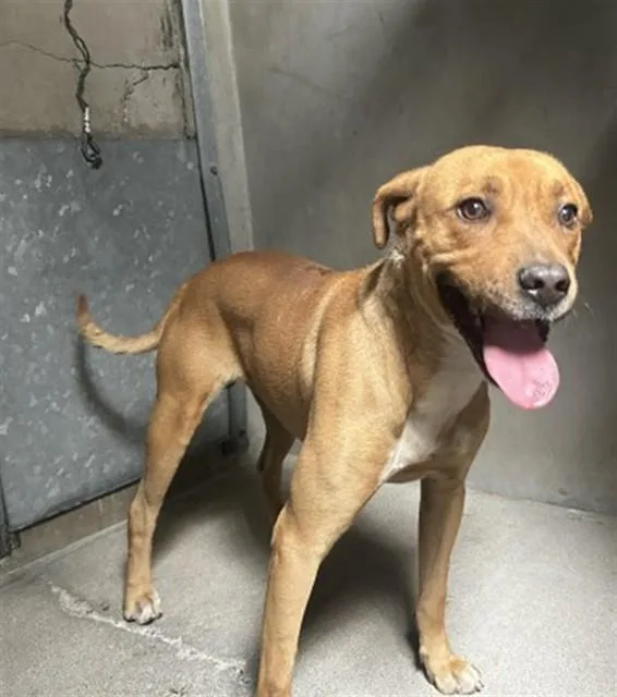 A young medium-sized male Pit Bull Terrier dog named Baxter for adoption in San Bernardino, CA