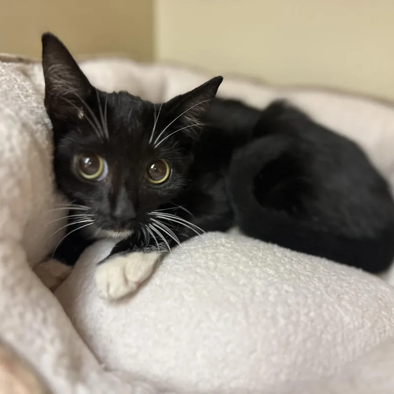 Passion Fruit thumbnail 2