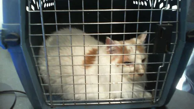 An adult large-sized male Domestic Medium Hair cat named Millo for adoption in Charlotte, NC