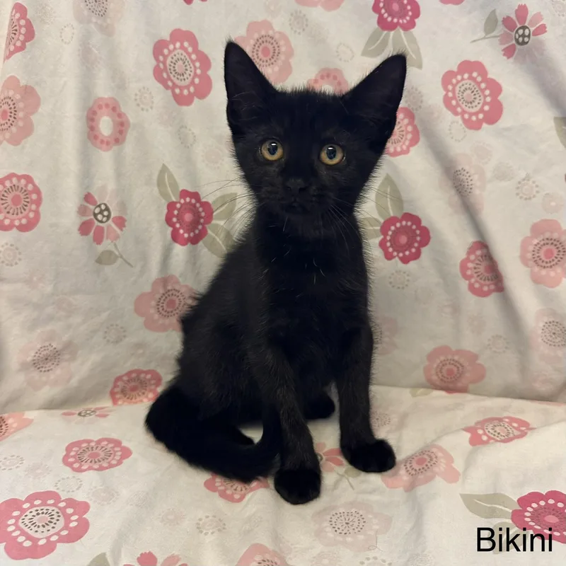 A young medium-sized female Black Domestic Short Hair cat named Bikini Kohls Litter for adoption in East Northport, NY