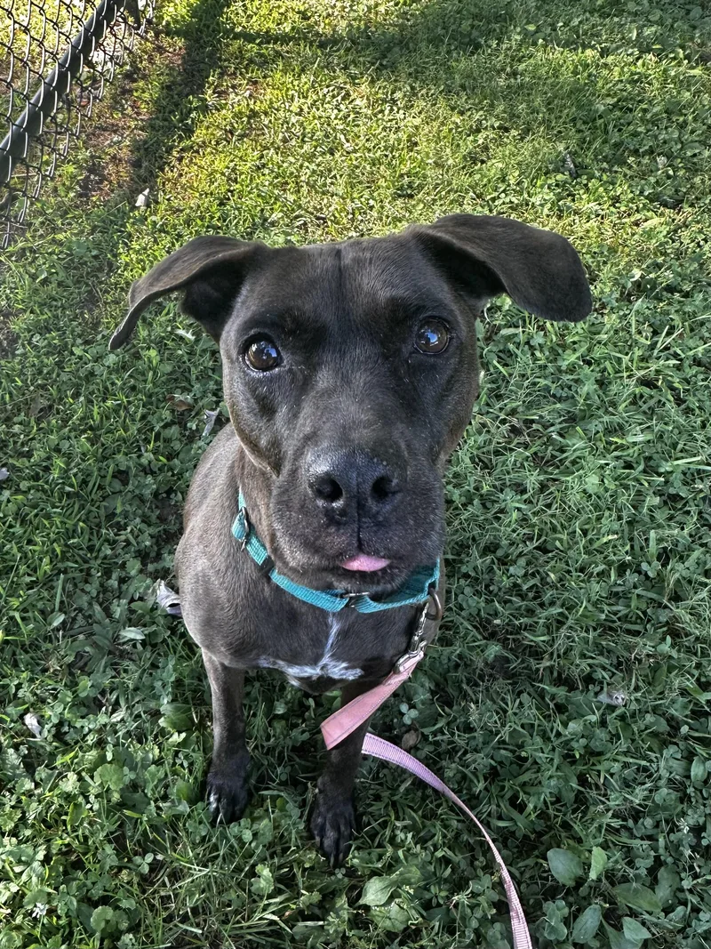 An adult medium-sized female Mixed Breed dog named Merci for adoption in Reisterstown, MD