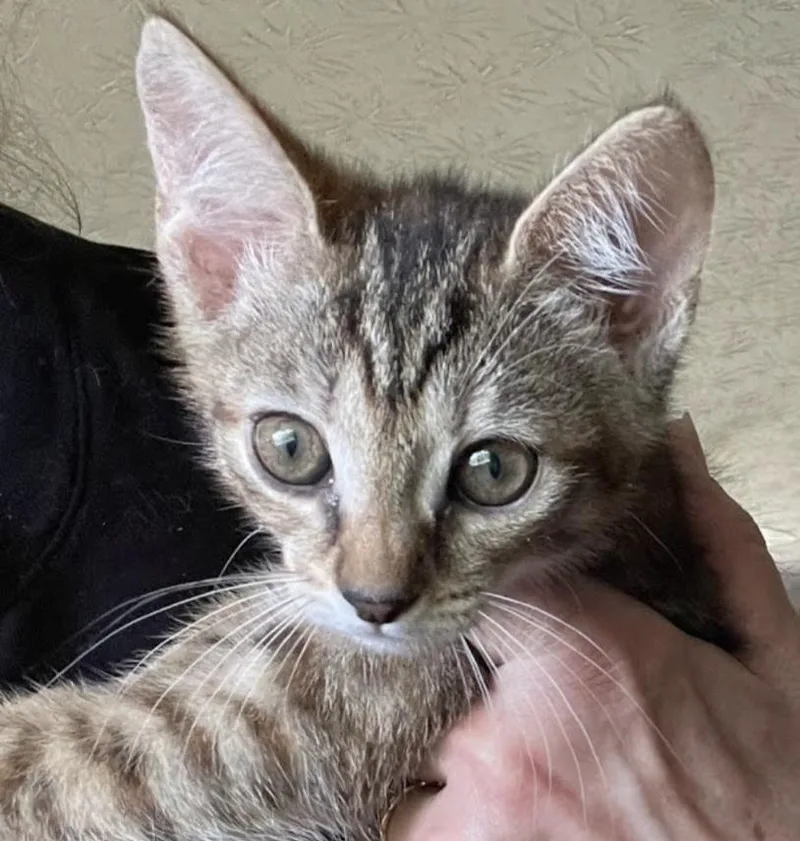 A baby small-sized female Domestic Short Hair cat named Skye for adoption in Knoxville, TN