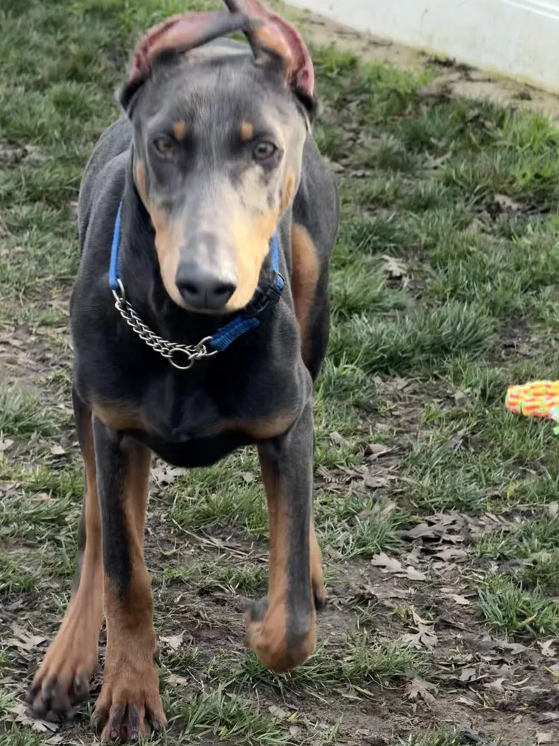 Apollo