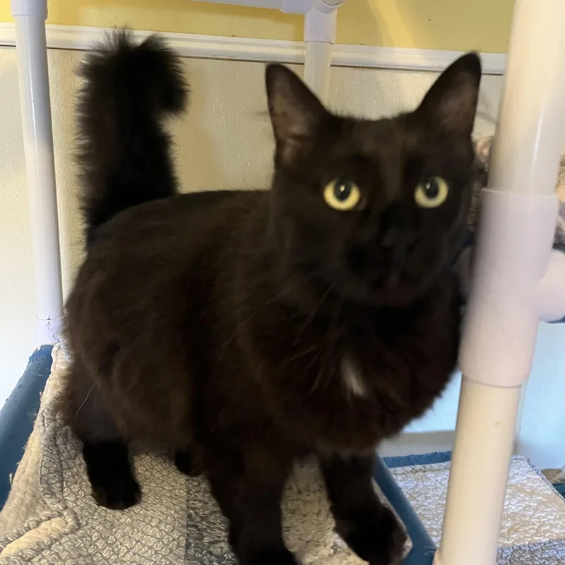 An adult medium-sized female Black Domestic Long Hair cat named Raven for adoption in Moline, IL