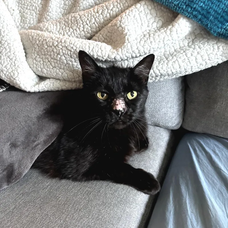 A senior small-sized female Black Domestic Short Hair cat named Agatha for adoption in Fort Worth, TX