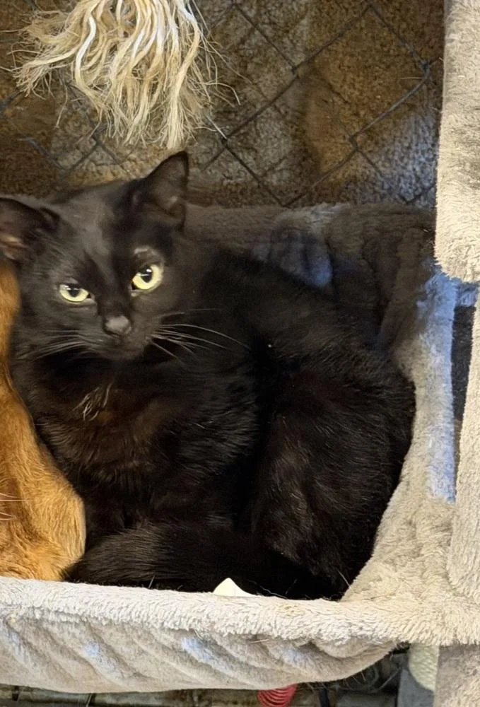 A young small-sized female Black Domestic Short Hair cat named Cobbler for adoption in Bolton, CT