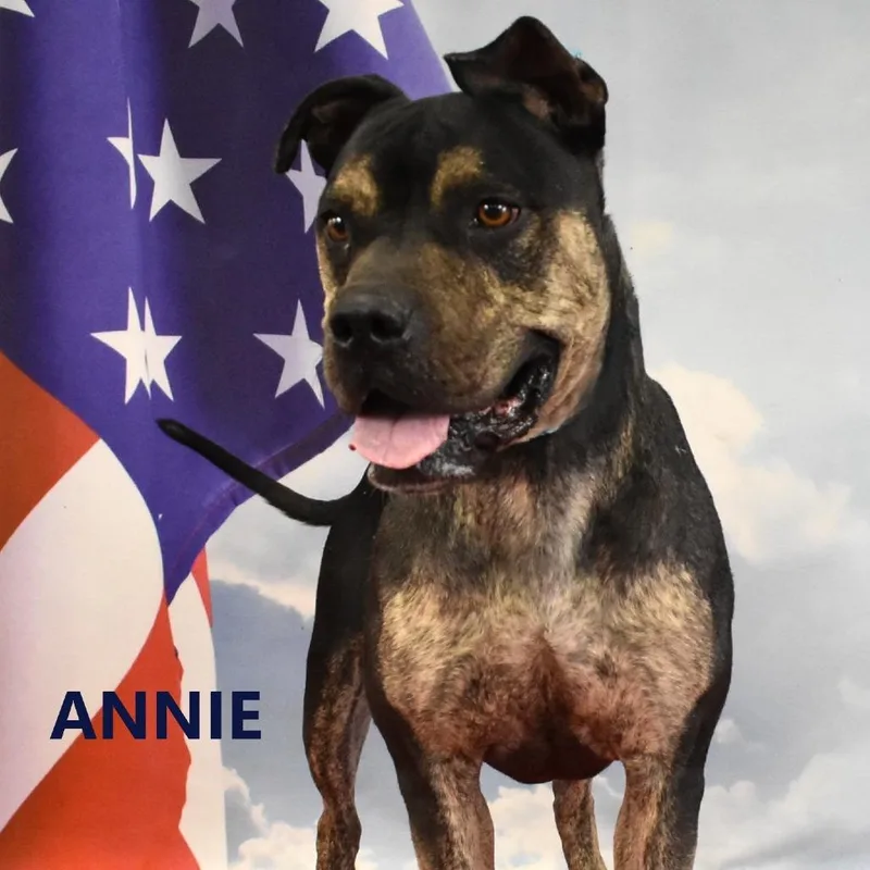 Annie thumbnail 4