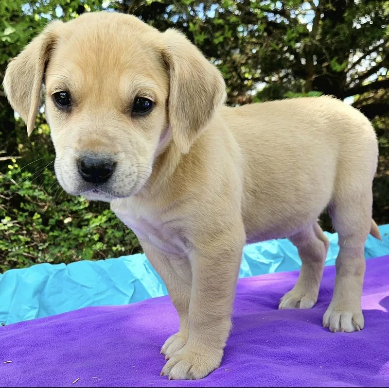 A baby medium-sized female Yellow / Tan / Blond / Fawn Labrador Retriever dog named Peach for adoption in Pelham, NH