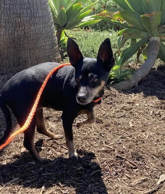 An adult small-sized female Miniature Pinscher dog named Bellsprout for adoption in Tustin, CA