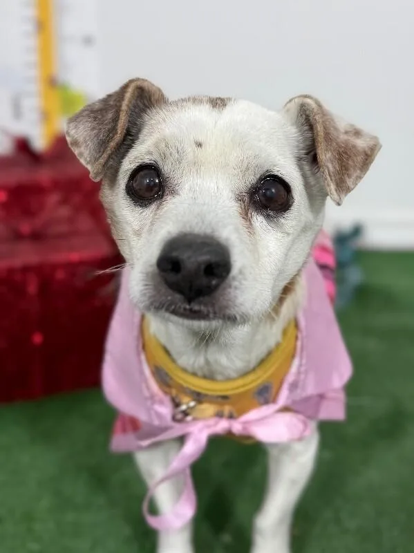 A senior small-sized male White / Cream Chihuahua dog named Bradley for adoption in Carlsbad, CA