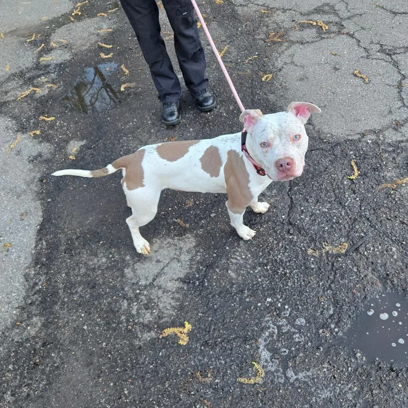 Shamrock thumbnail 2