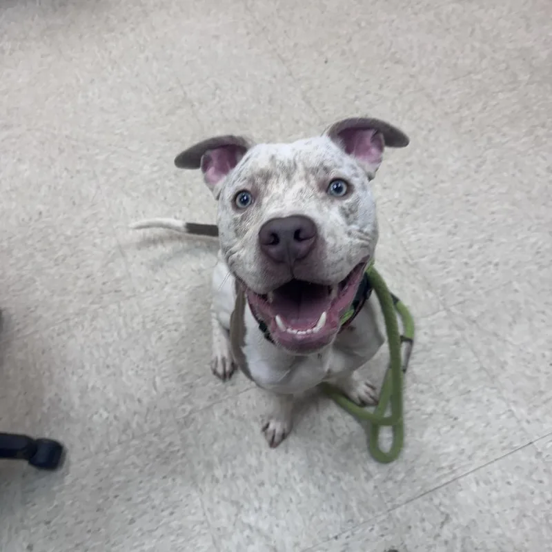 Shamrock thumbnail 3