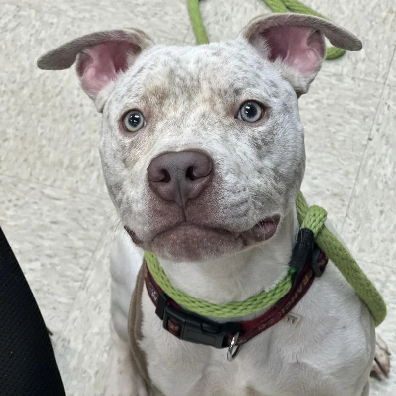 Shamrock thumbnail 4