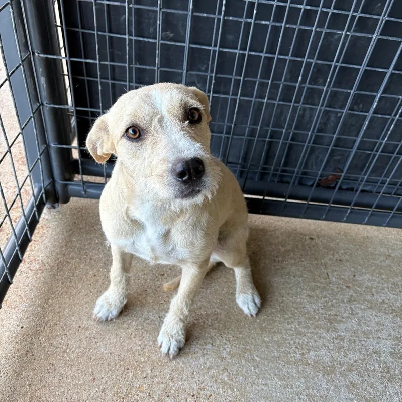 A young medium-sized female Yellow / Tan / Blond / Fawn Mixed Breed dog named Drowsee for adoption in Bryan, TX