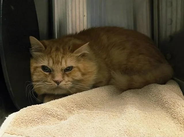 An adult extra large-sized male Domestic Medium Hair cat named Teddy for adoption in Martinez, CA