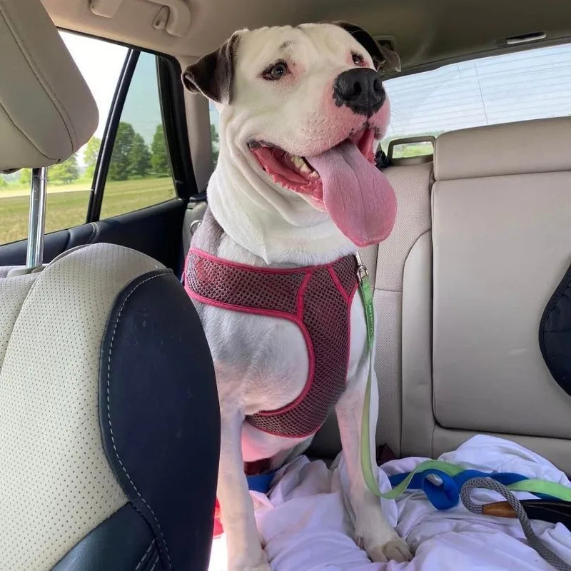 Sir Hector thumbnail 2