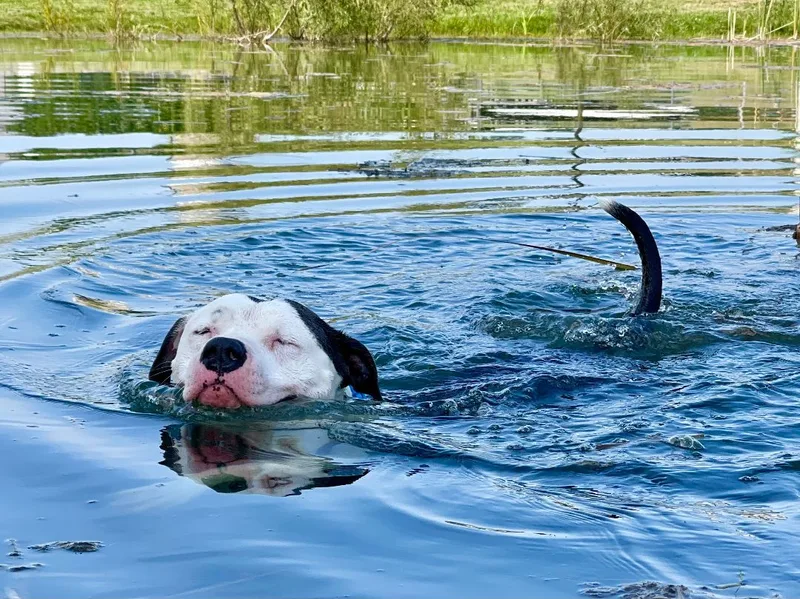 Sir Hector thumbnail 5