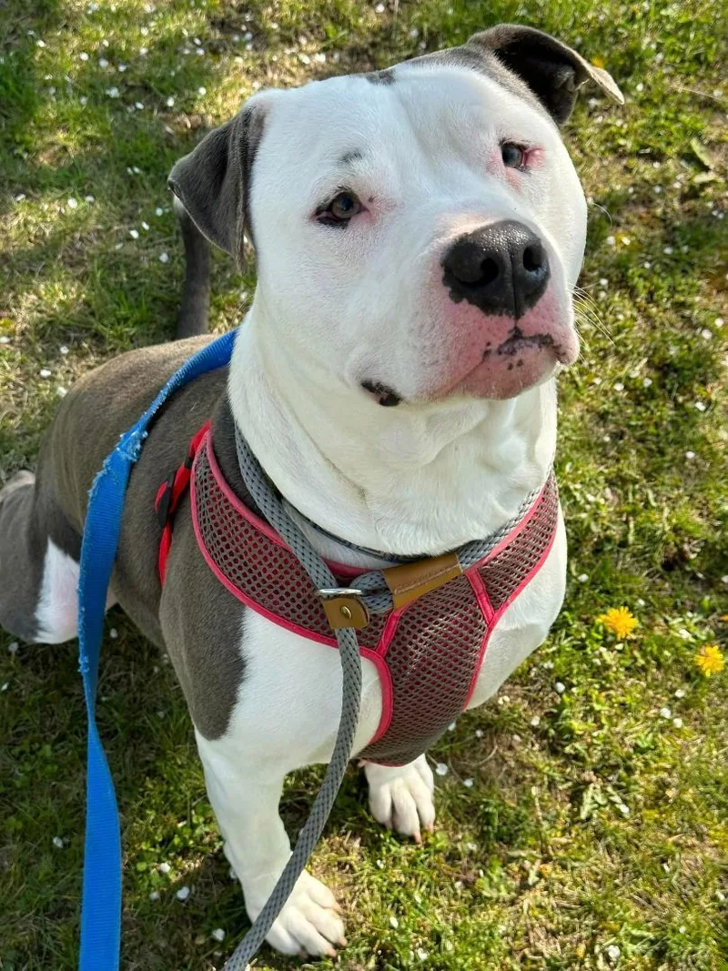 Sir Hector thumbnail 6