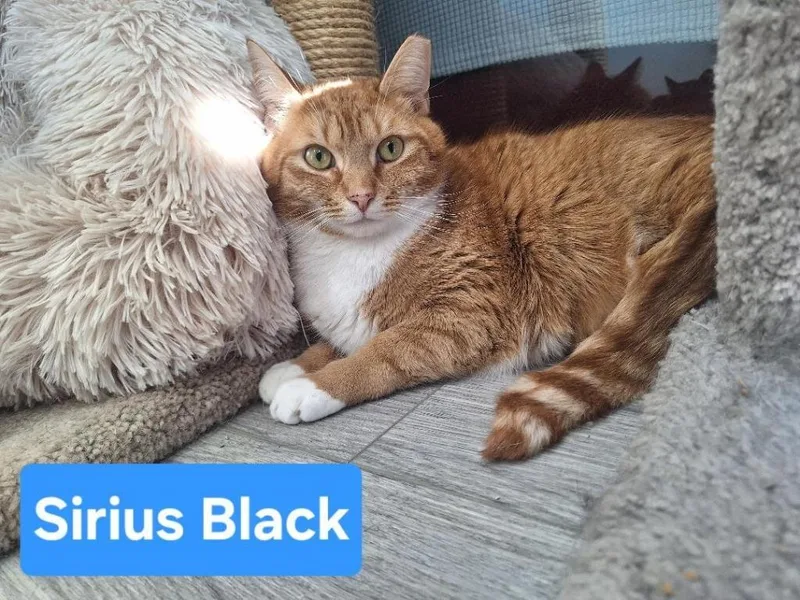 An adult large-sized male Domestic Short Hair cat named Sirius Black for adoption in Leonardtown, MD