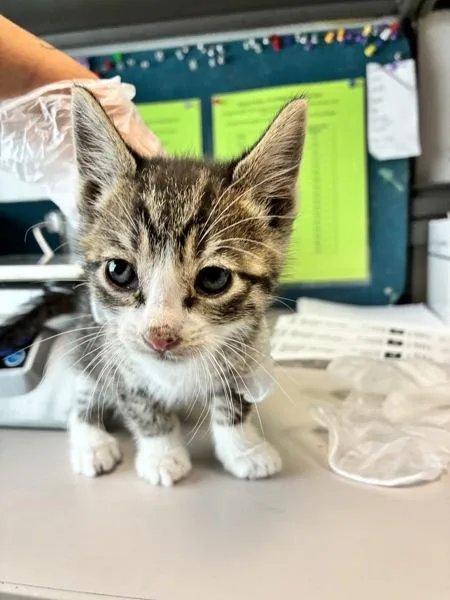 A baby medium-sized male Domestic Short Hair cat named Focaccia for adoption in Salt Lake City, UT