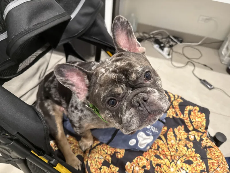 A young medium-sized male French Bulldog dog named West for adoption in Evanston, IL