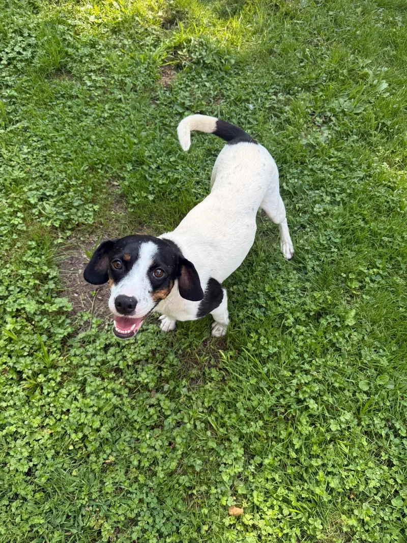 An adult small-sized female Tricolor (Brown, Black, & White) Beagle dog named Maggie for adoption in tannersville, PA