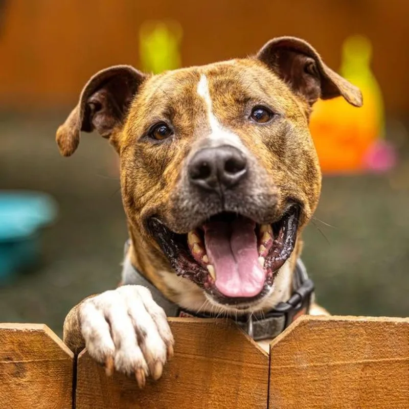 Flip Flop thumbnail 5