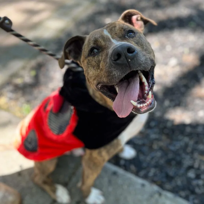 Flip Flop thumbnail 6