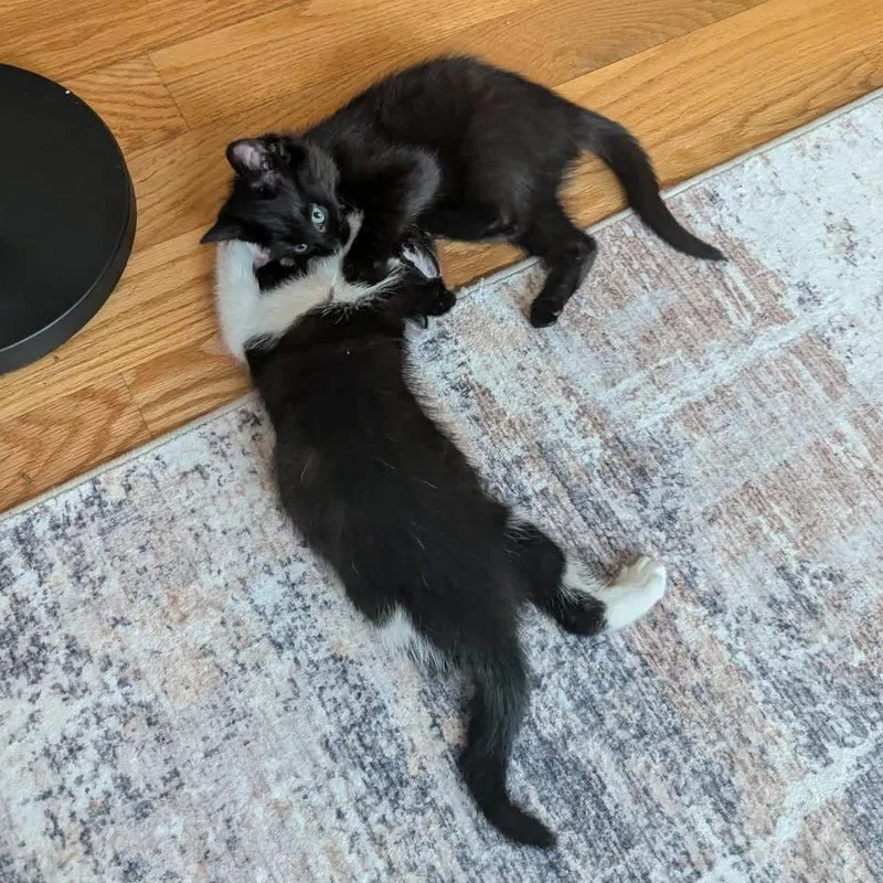 A baby small-sized female Black Domestic Short Hair cat named Bethany for adoption in Skokie, IL