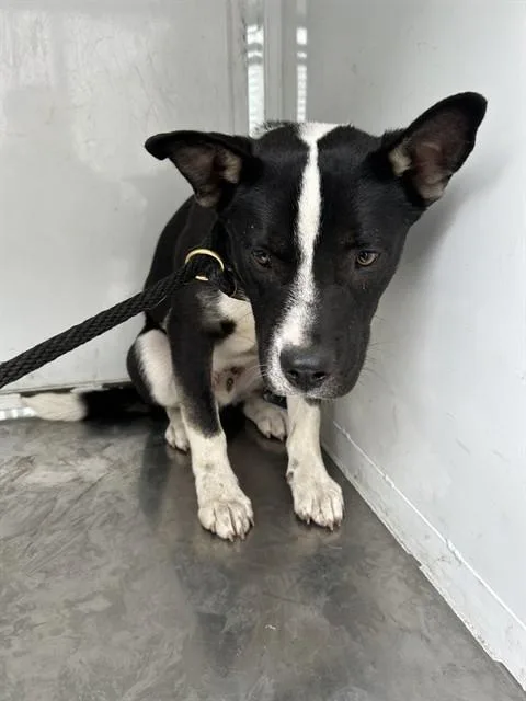 A young small-sized male Border Collie dog named Zeke for adoption in Stockton, CA