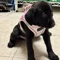 A baby medium-sized female Mixed Breed dog named Cheezits for adoption in Green Valley, AZ
