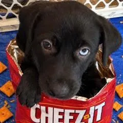 Cheezits thumbnail 4
