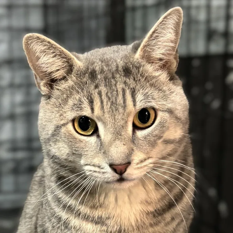 An adult medium-sized female Tabby (Gray / Blue / Silver) American Shorthair cat named Larry And Mo for adoption in New York, NY