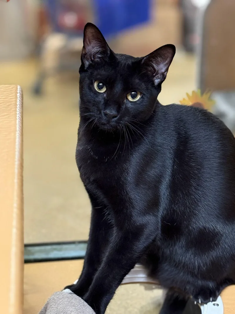 Fleury And Little Owl