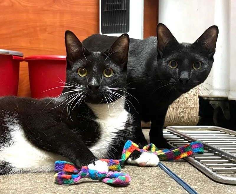 Fleury And Little Owl thumbnail 2