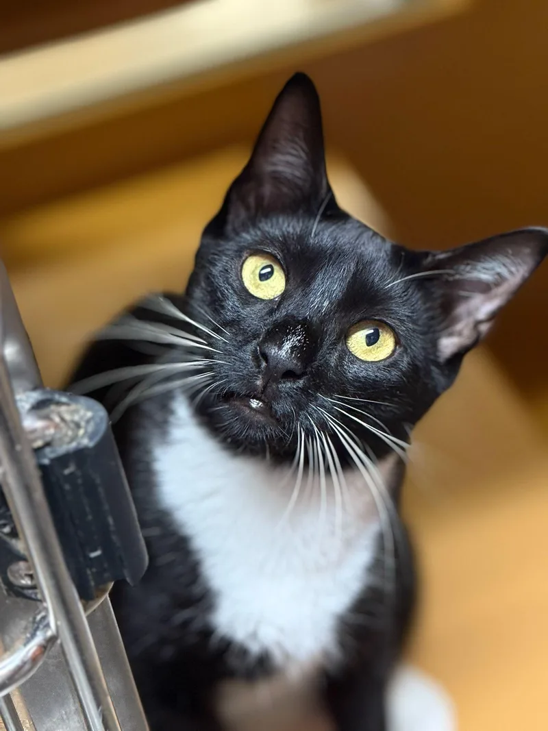 Fleury And Little Owl thumbnail 3