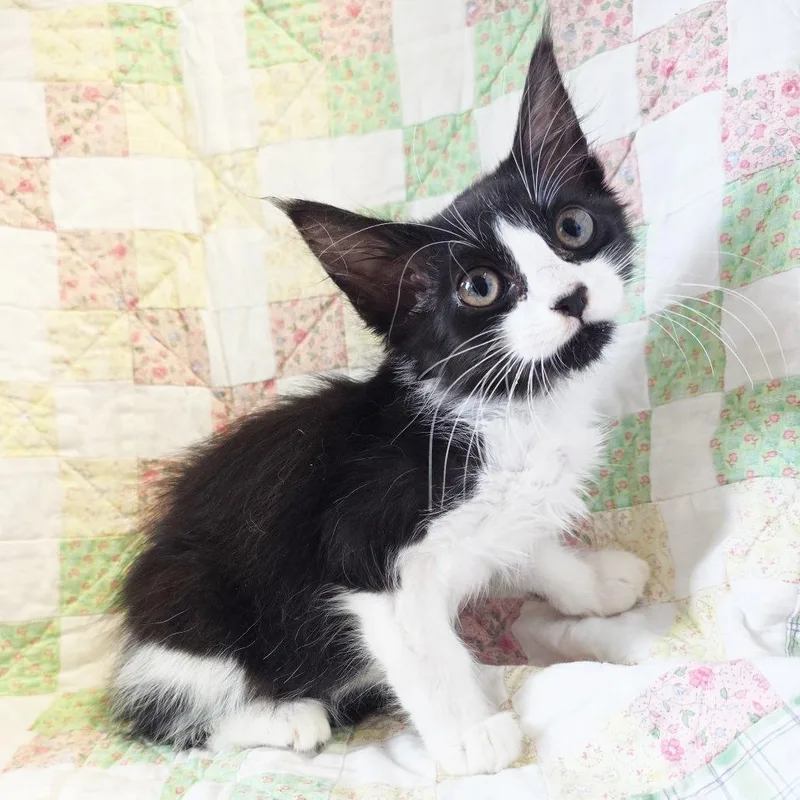 A baby small-sized male White Domestic Short Hair cat named Mochi for adoption in Mount Juliet, TN