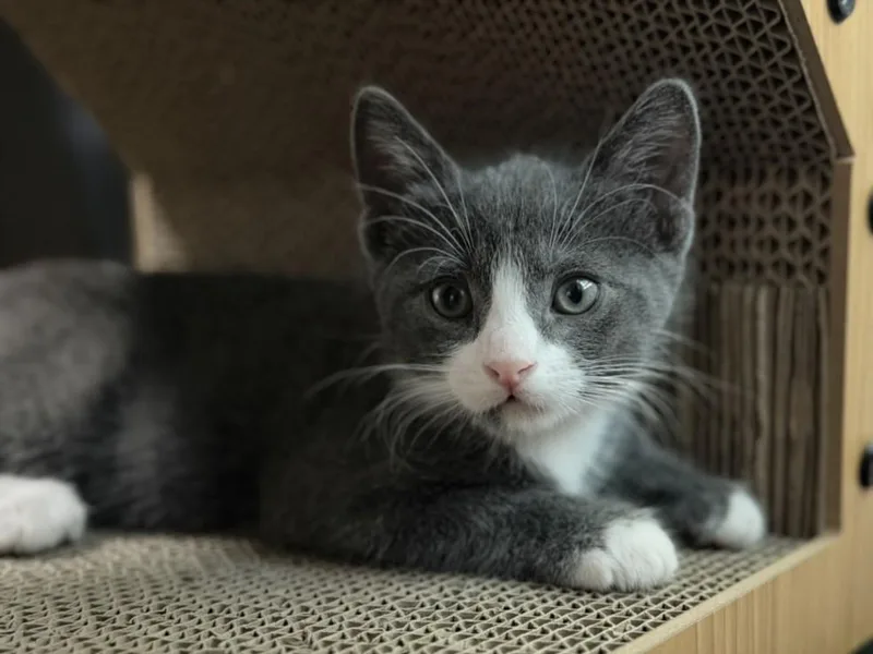 A baby small-sized male Domestic Short Hair cat named Orion for adoption in Burbank, CA