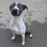 An adult large-sized male Merle (Blue) Catahoula Leopard Dog dog named Toby for adoption in Moline, IL