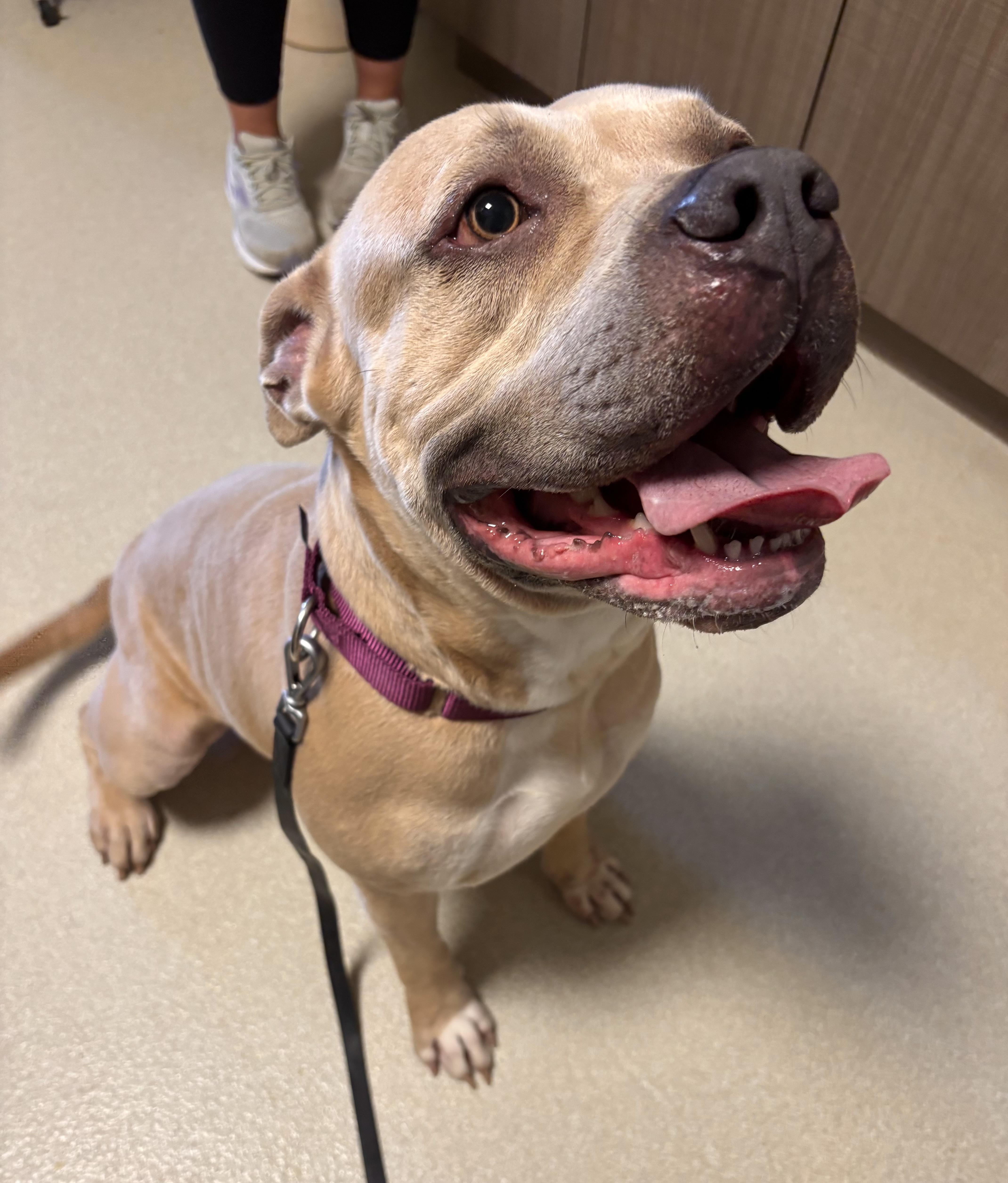 An adult large-sized male Bull Terrier dog named Koosko for adoption in Ashland, OH