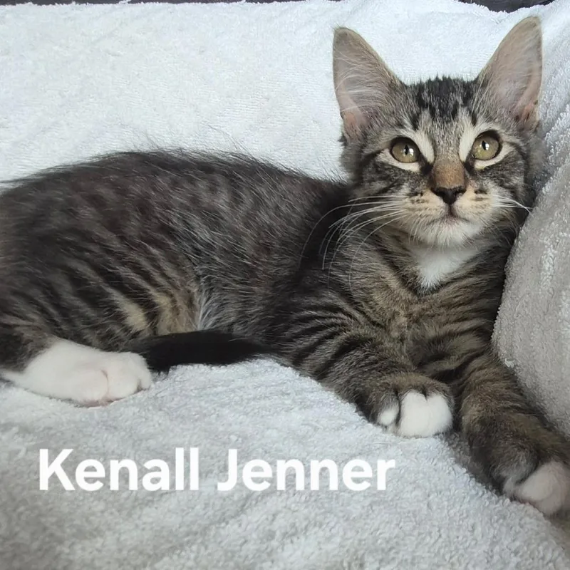 A baby small-sized female Brown / Chocolate Domestic Medium Hair cat named Kendall Jenner for adoption in Matteson, IL