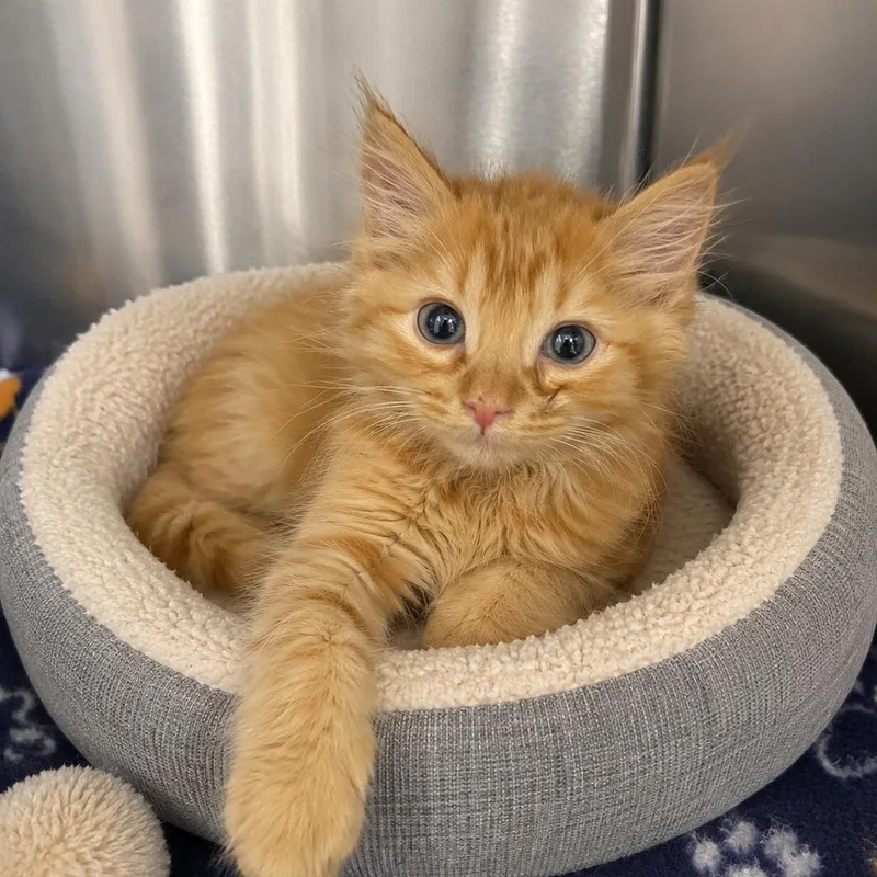 A baby medium-sized male Orange / Red Domestic Medium Hair cat named Waylon for adoption in Cranston, RI
