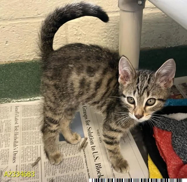 A baby small-sized male Domestic Short Hair cat named Frank for adoption in West Palm Beach, FL