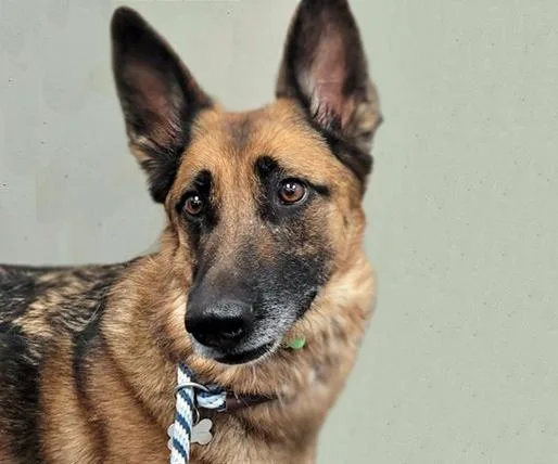 An adult large-sized female Belgian Shepherd / Malinois dog named Ida for adoption in Tucson, AZ