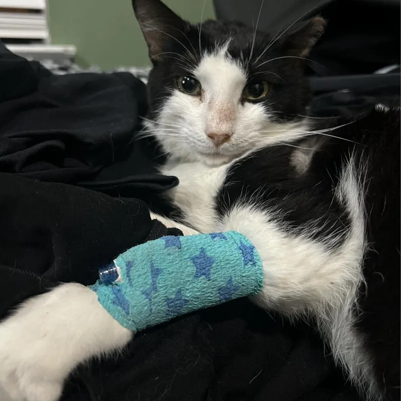 Valentine thumbnail 2