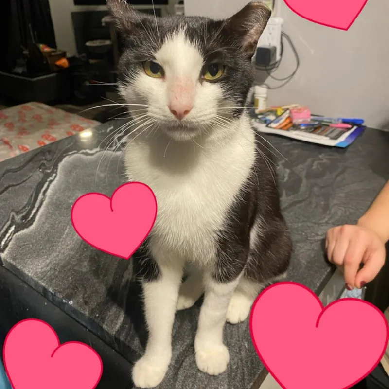 Valentine thumbnail 3