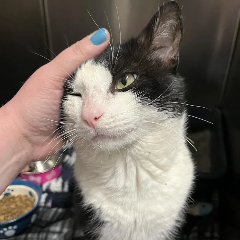 Valentine thumbnail 4